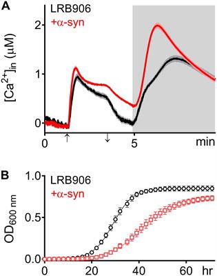 Decreased Vacuolar Ca2+ Storage and Disrupted Vesicle Trafficking Underlie Alpha-Synuclein-Induced Ca2+ Dysregulation in S. cerevisiae